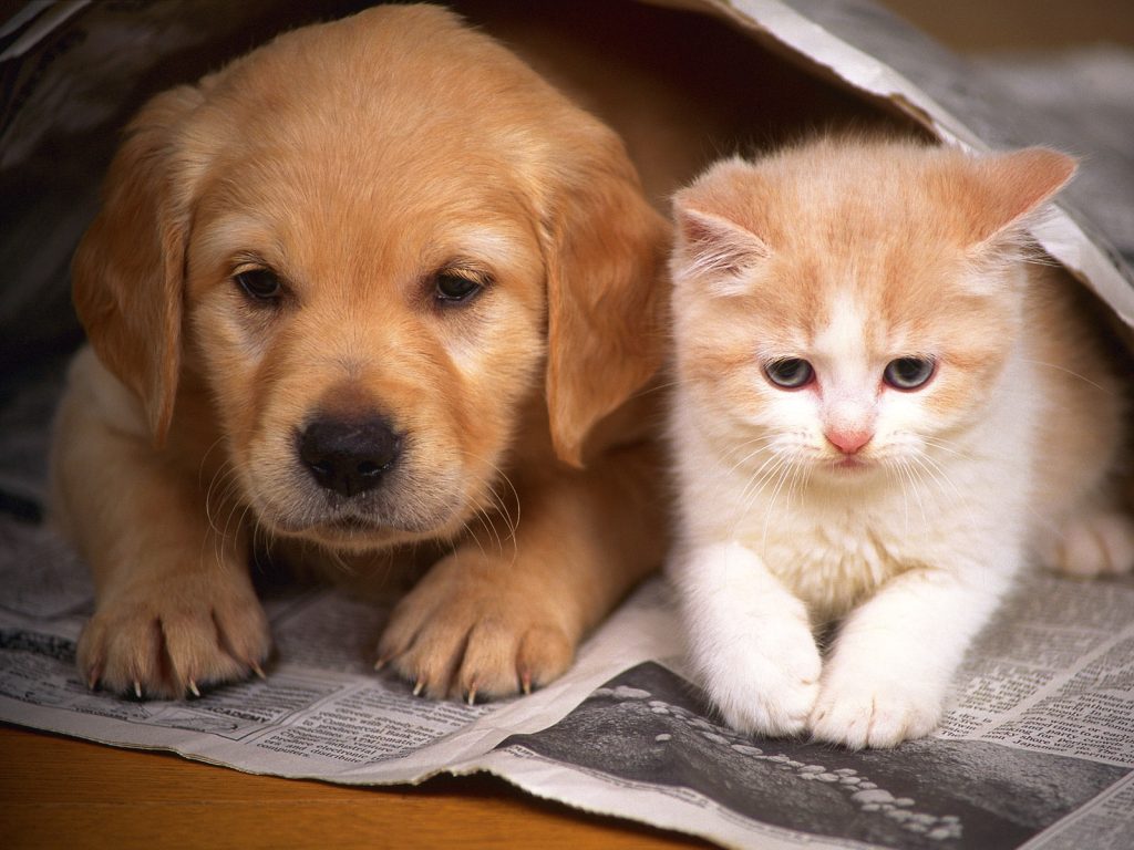 Which Pet Breed Should People Living Alone Choose?