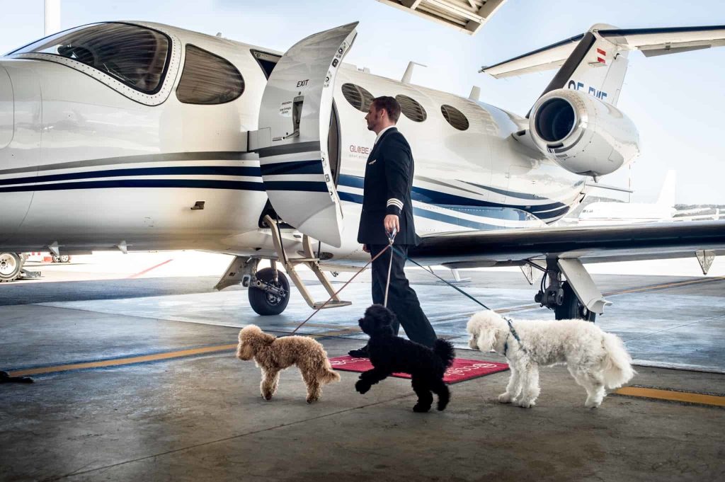 Airline Regulations for Pet Transportation