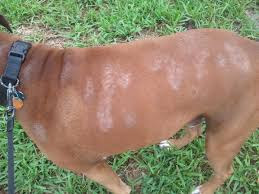 Beware of Fungal Skin Infections from Pet Dogs and Cats