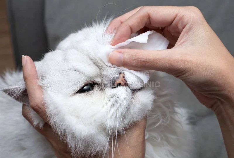 Essential Measures to Prevent Keratitis in Cats