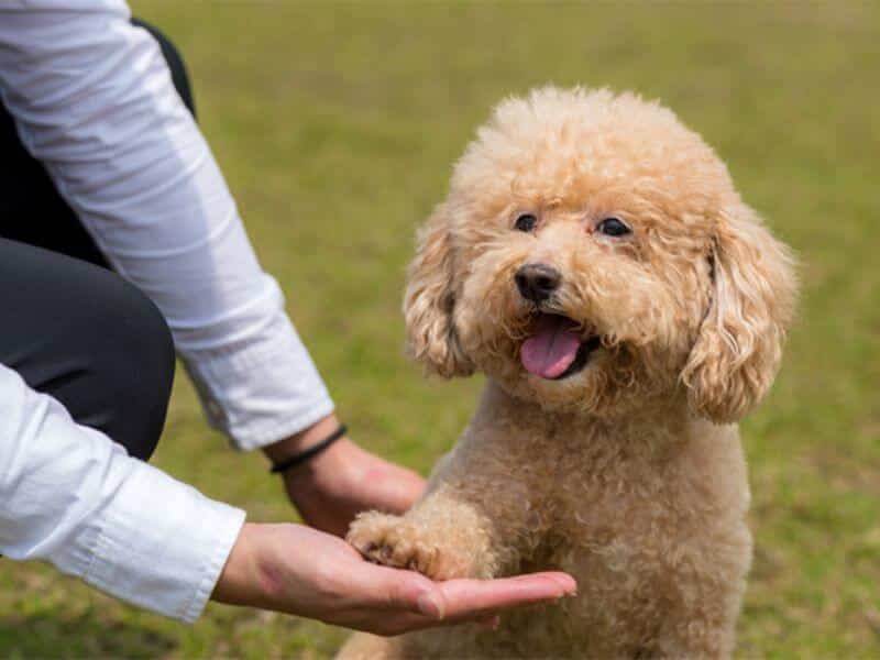 5 Lệnh Cơ Bản Nên Dạy Chó Từ Nhỏ