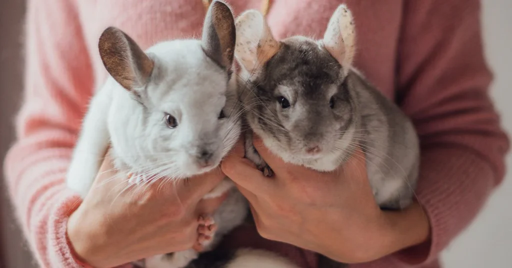 Tendances en matière de garde d'animaux de compagnie en France