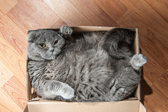 Why Do Cats Love Boxes and Enclosed Spaces?