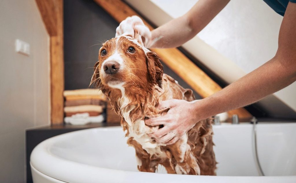 How to Help Your Pet Feel Less Scared During Bath Time – Tips for Caring Pet Owners