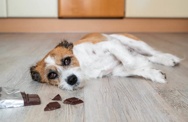 Cách Sơ Cứu Khi Thú Cưng Bị Ngộ Độc
