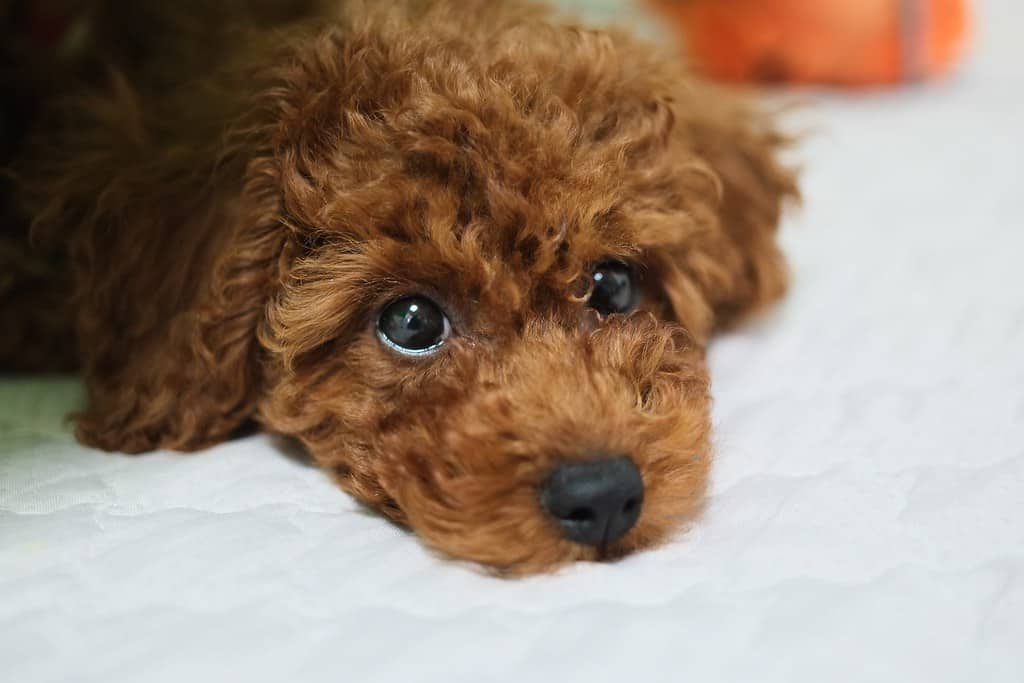 Tại sao chó Poodle phổ biến đến vậy ở Việt Nam?