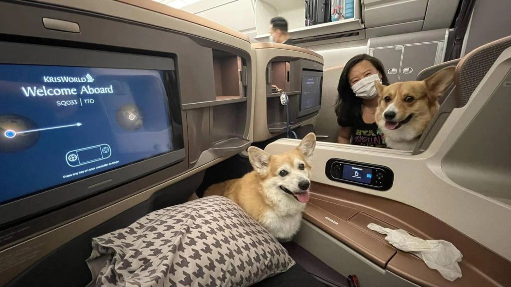 Vận Chuyển Thú Cưng Từ Việt Nam Sang Lào