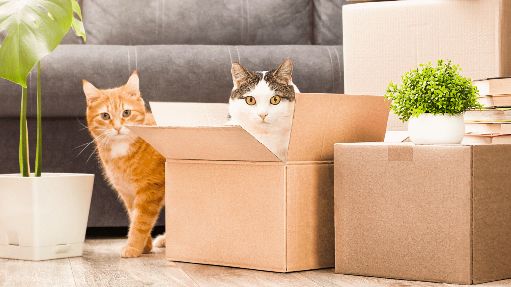 Why Do Cats Love Boxes and Enclosed Spaces?