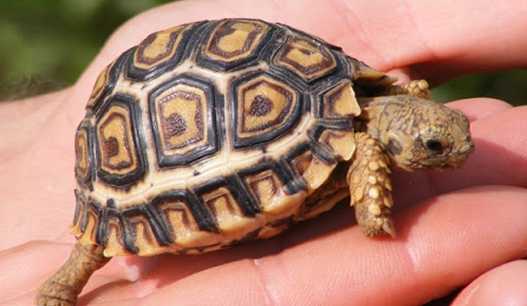 How Long Do Pet Turtles Live? Tips to Keep Turtles Indoors Without Smell