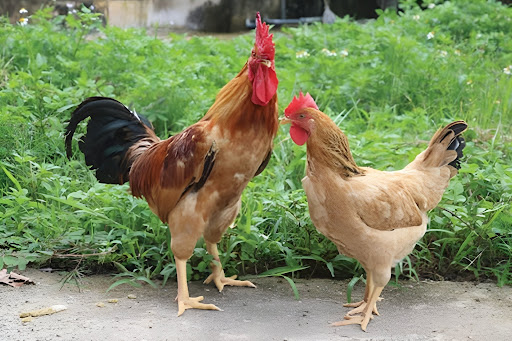 Các Giống Gà Đẹp Độc Lạ Và Cách Nuôi Dưỡng Phù Hợp
