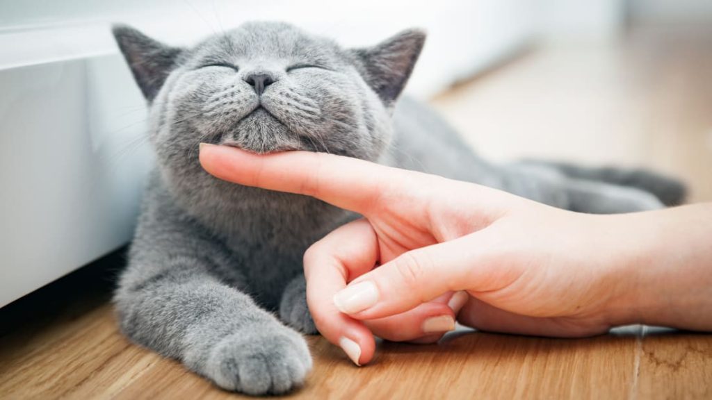 Dấu Hiệu Nhận Biết Vật Nuôi Thích Được Vuốt Ve