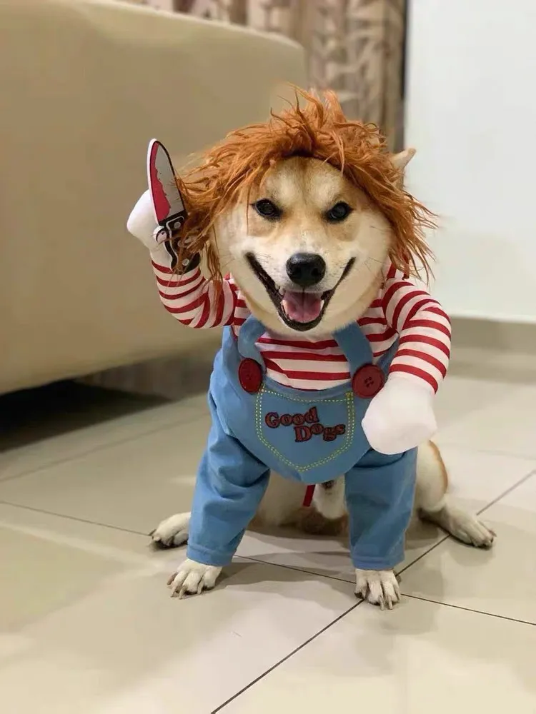Beach Cosplay for Pets – A Collection of Adorable Moments