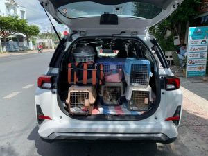 Vận Chuyển Thú Cưng Từ Đà Nẵng Đi Phnom Penh