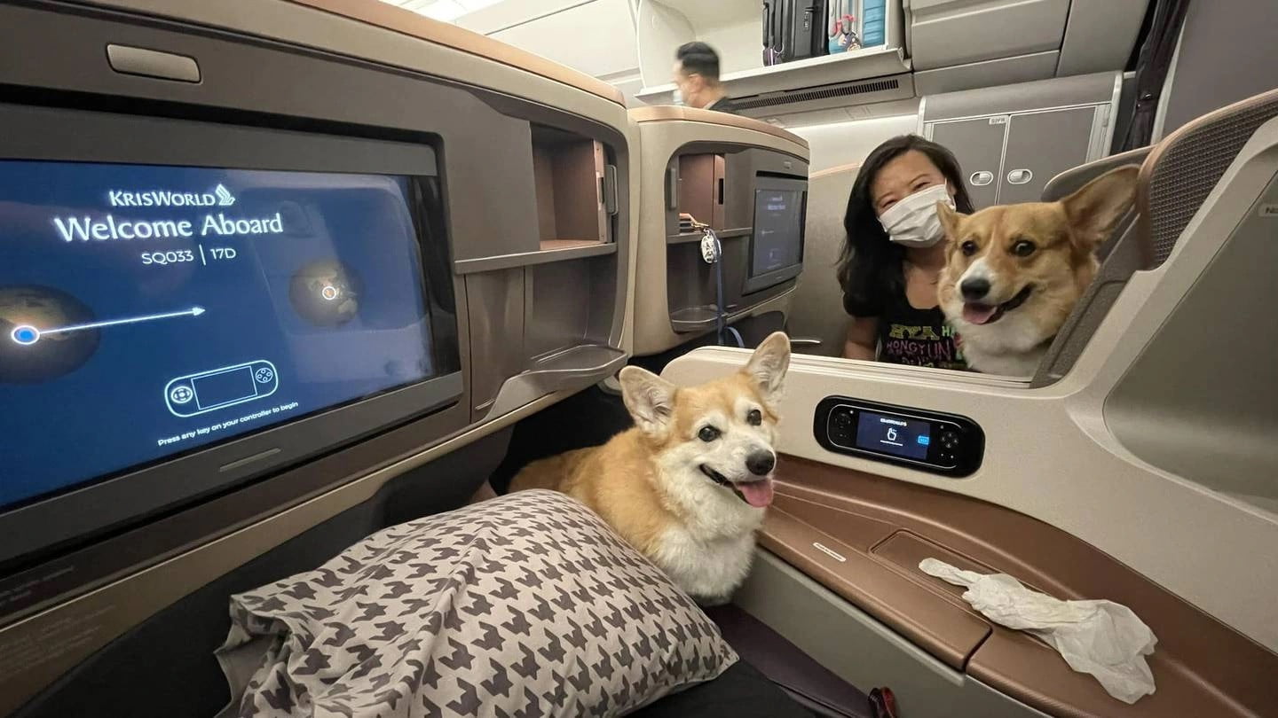 Regulations for Transporting Pets by Air to Denmark
