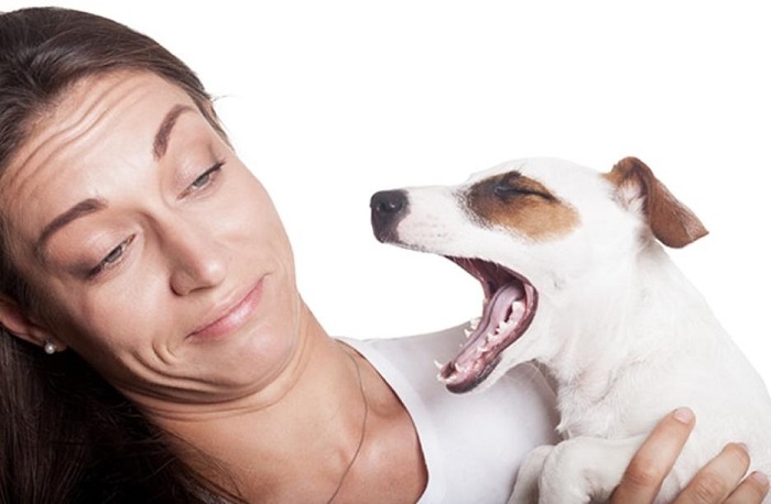Chó bị hôi miệng – Làm sao để xử lý tận gốc?