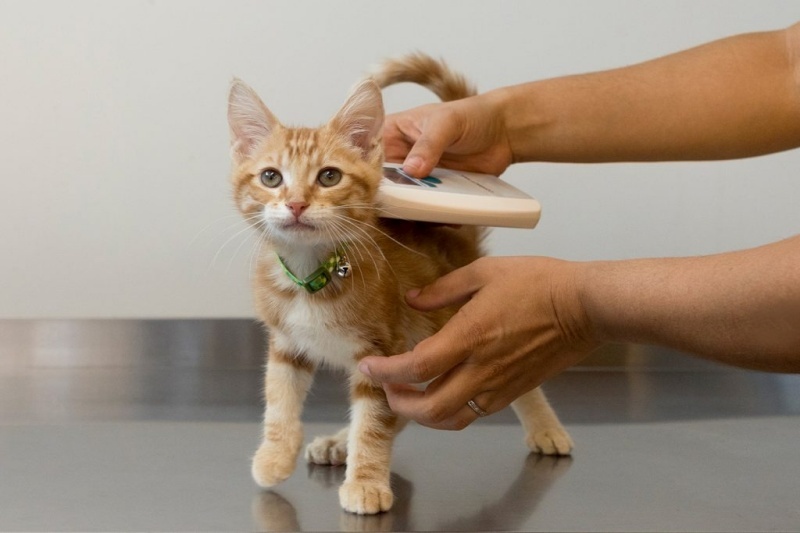 Tầm quan trọng của việc gắn microchip cho thú cưng khi đi du lịch