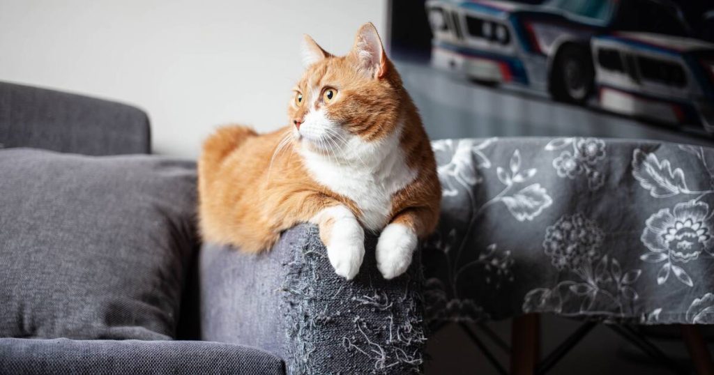 Why Do Cats Like to Scratch Sofas?