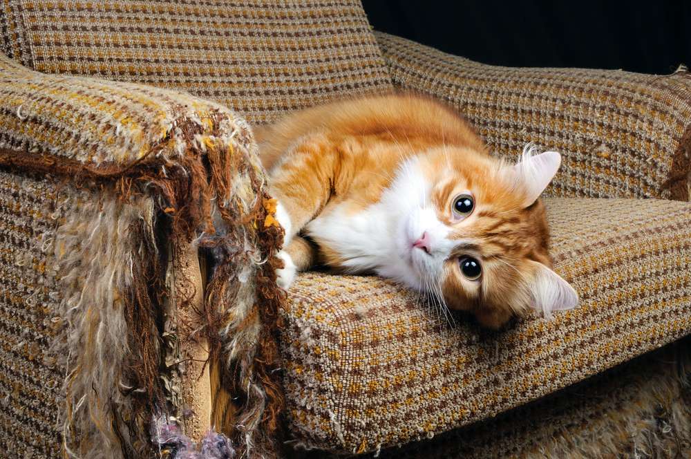 Why Do Cats Like to Scratch Sofas?