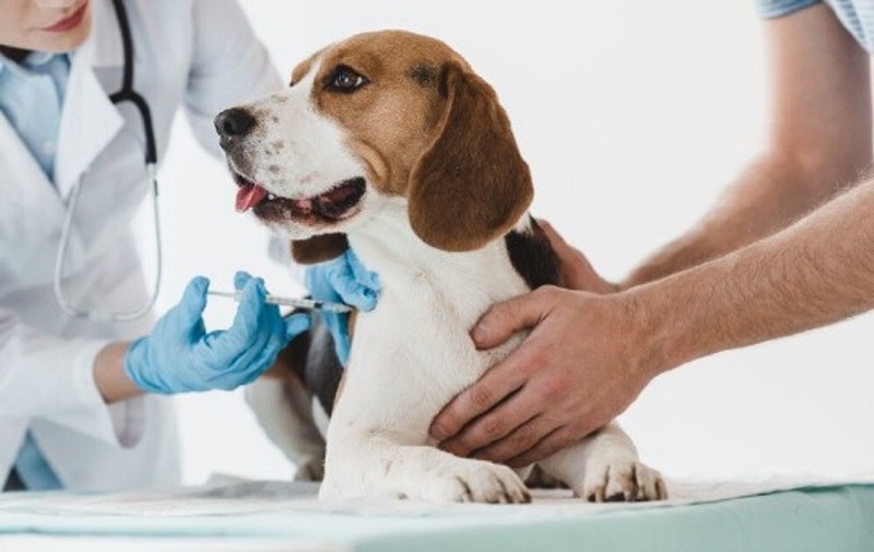 Cập Nhật Mới Nhất Về Vaccine Không Bắt Buộc Nhưng Nên Tiêm Cho Chó/Mèo [2025]
