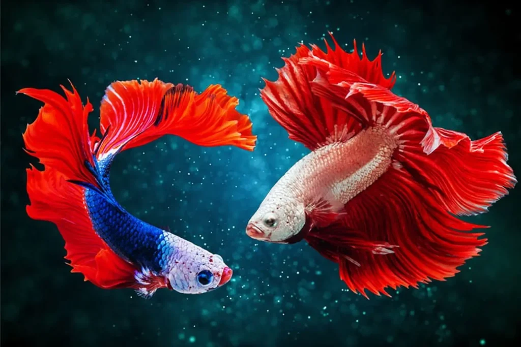 Cách Chọn Thú Cưng Phù Hợp Với Phong Thủy