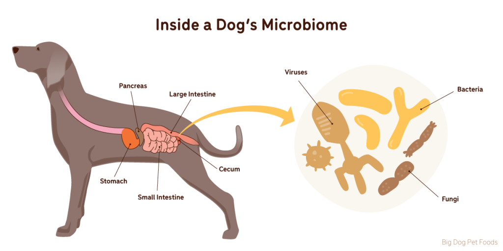 Gut Microbiome in Dogs and Cats: Impact on Behavior and Immunity
