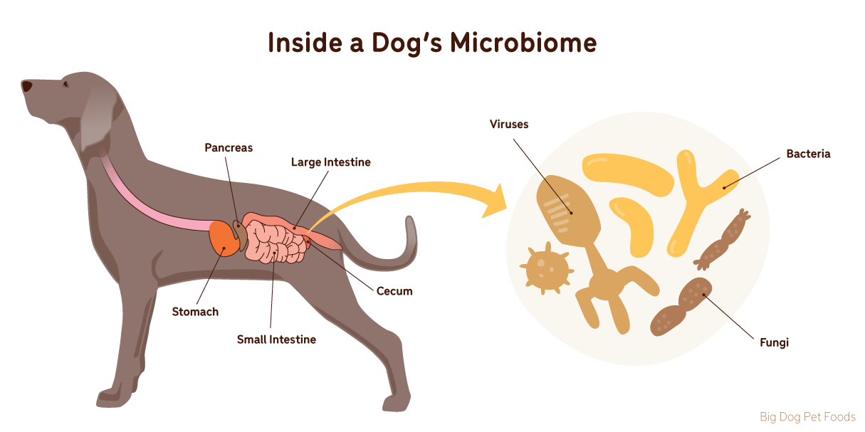 Gut Microbiome in Dogs and Cats: Impact on Behavior and Immunity Gut Microbiome in Dogs and Cats: Impact on Behavior and Immunity