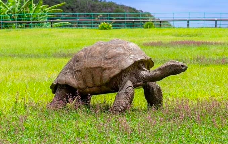 Cách Chọn Thú Cưng Phù Hợp Với Phong Thủy