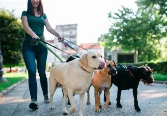 Những Sai Lầm Thường Gặp Khi Dắt Chó Đi Dạo Vào Mùa Hè