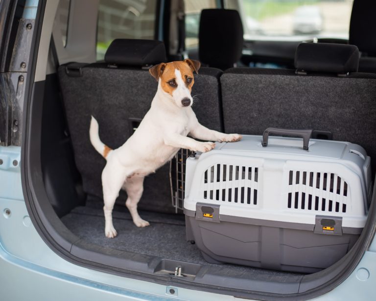 Transporting Pets to South Korea by Air Transporting Pets to South Korea by Air