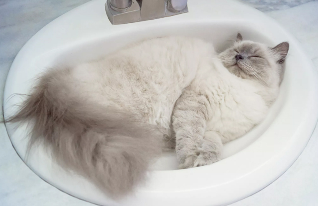 Tự huấn luyện mèo đi toilet (cat toilet training) – có khả thi không? Tự huấn luyện mèo đi toilet (cat toilet training) – có khả thi không?