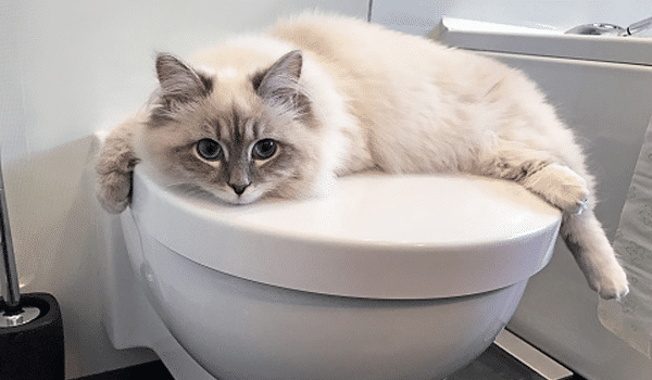 Tự huấn luyện mèo đi toilet (cat toilet training) – có khả thi không? Tự huấn luyện mèo đi toilet (cat toilet training) – có khả thi không?