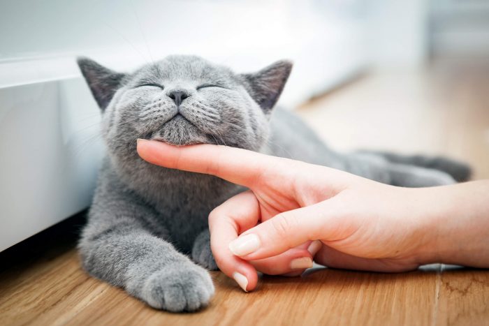 Vai trò của thú cưng trong việc chữa lành tâm hồn con người