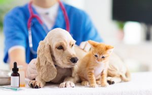 Cập Nhật Mới Nhất Về Vaccine Không Bắt Buộc Nhưng Nên Tiêm Cho Chó/Mèo [2025]