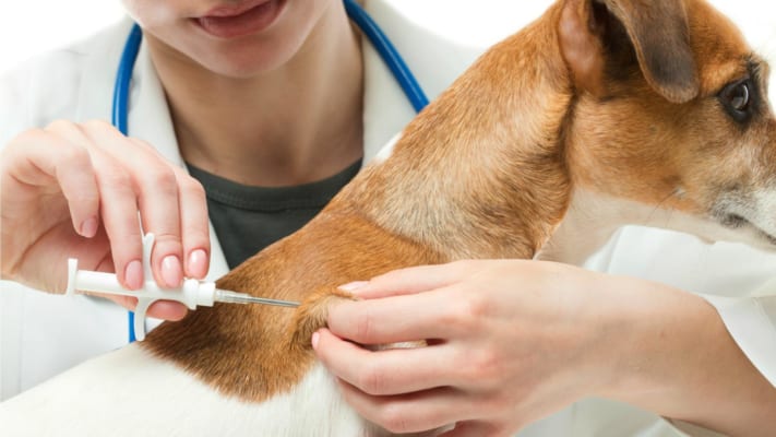 Cập Nhật Mới Nhất Về Vaccine Không Bắt Buộc Nhưng Nên Tiêm Cho Chó/Mèo [2025]