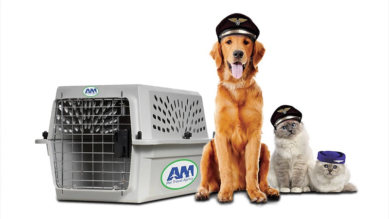 Vận Chuyển Thú Cưng Đi Khám Chữa Bệnh Ở Xa: Khi Boss Cần, Mình Có Mặt