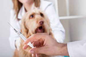 Cập nhật mới nhất về vaccine không bắt buộc nhưng nên tiêm cho chó