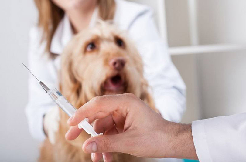 Cập nhật mới nhất về vaccine không bắt buộc nhưng nên tiêm cho chó
