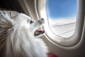 Transporting Pets to South Korea by Air
