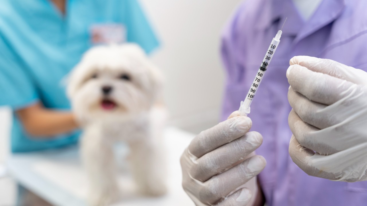 Pet Vaccination Schedule for International Travel: What You Need to Know