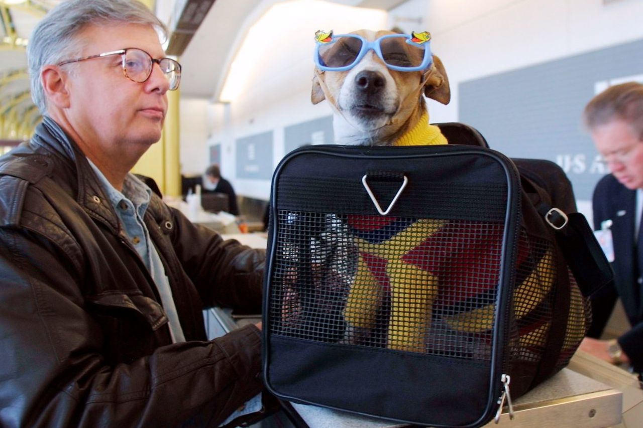 Regulations for Transporting Pets by Air from Vietnam to Europe