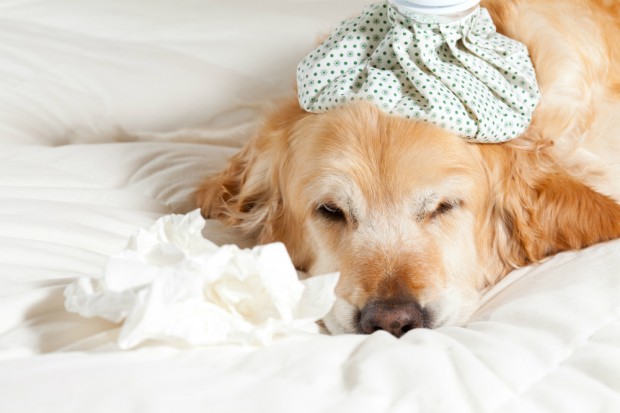 Signs of Pet Pain or Discomfort Signs of Pet Pain or Discomfort