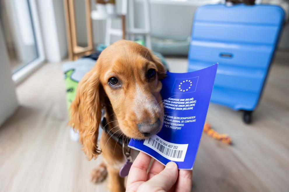 Regulations for Transporting Pets by Air from Vietnam to Europe