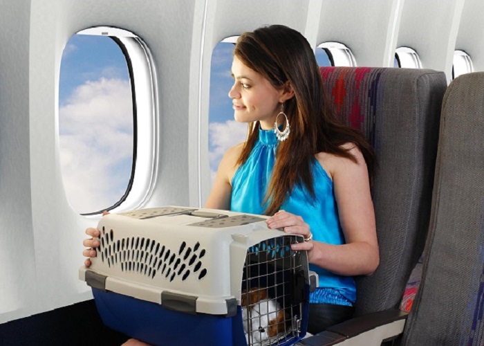 Regulations for Transporting Pets by Air to Denmark Regulations for Transporting Pets by Air to Denmark