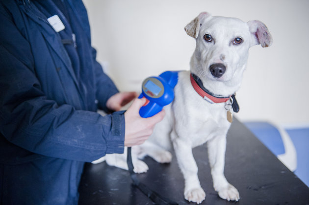 Microchip Thú Cưng: Có Cần Thay Định Kỳ Không?