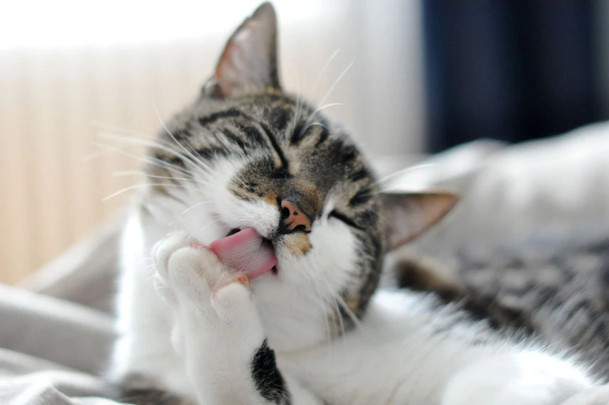 Signs of Pet Pain or Discomfort