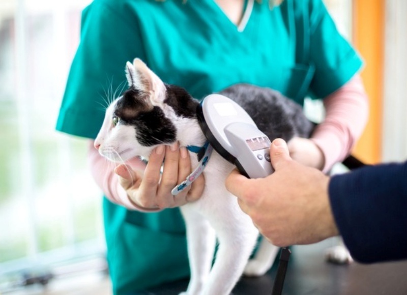 Microchip Thú Cưng: Có Cần Thay Định Kỳ Không?