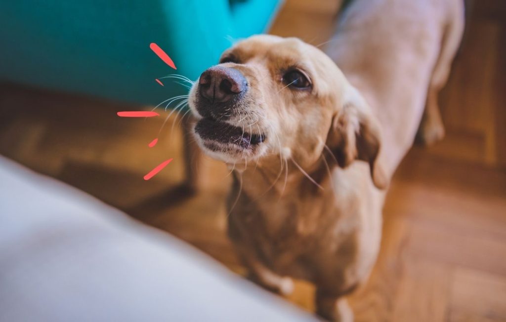 Giải Pháp Khi Chó Sủa Quá Nhiều