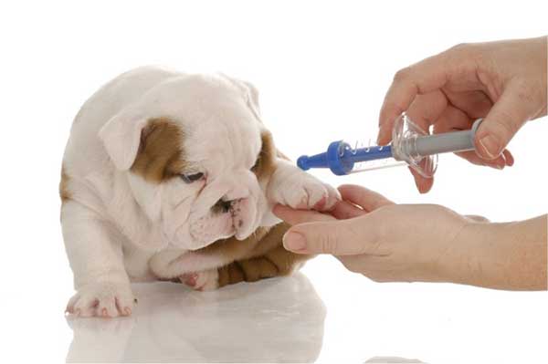 Những nước nào cho phép nhập cảnh thú cưng dễ nhất?