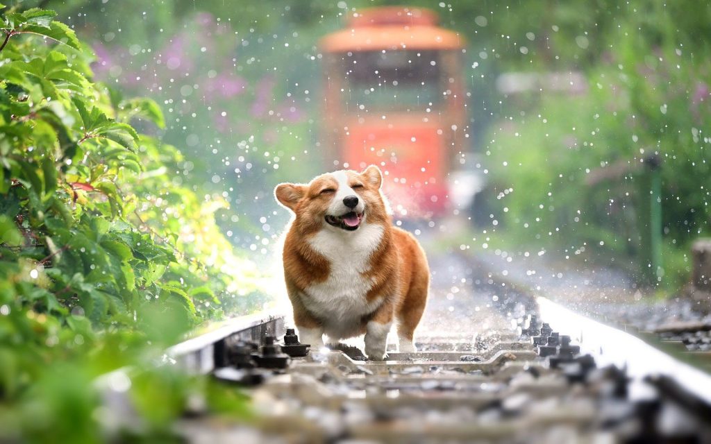 Pet Transportation from Vietnam to Jeonju, South Korea: A Complete Guide