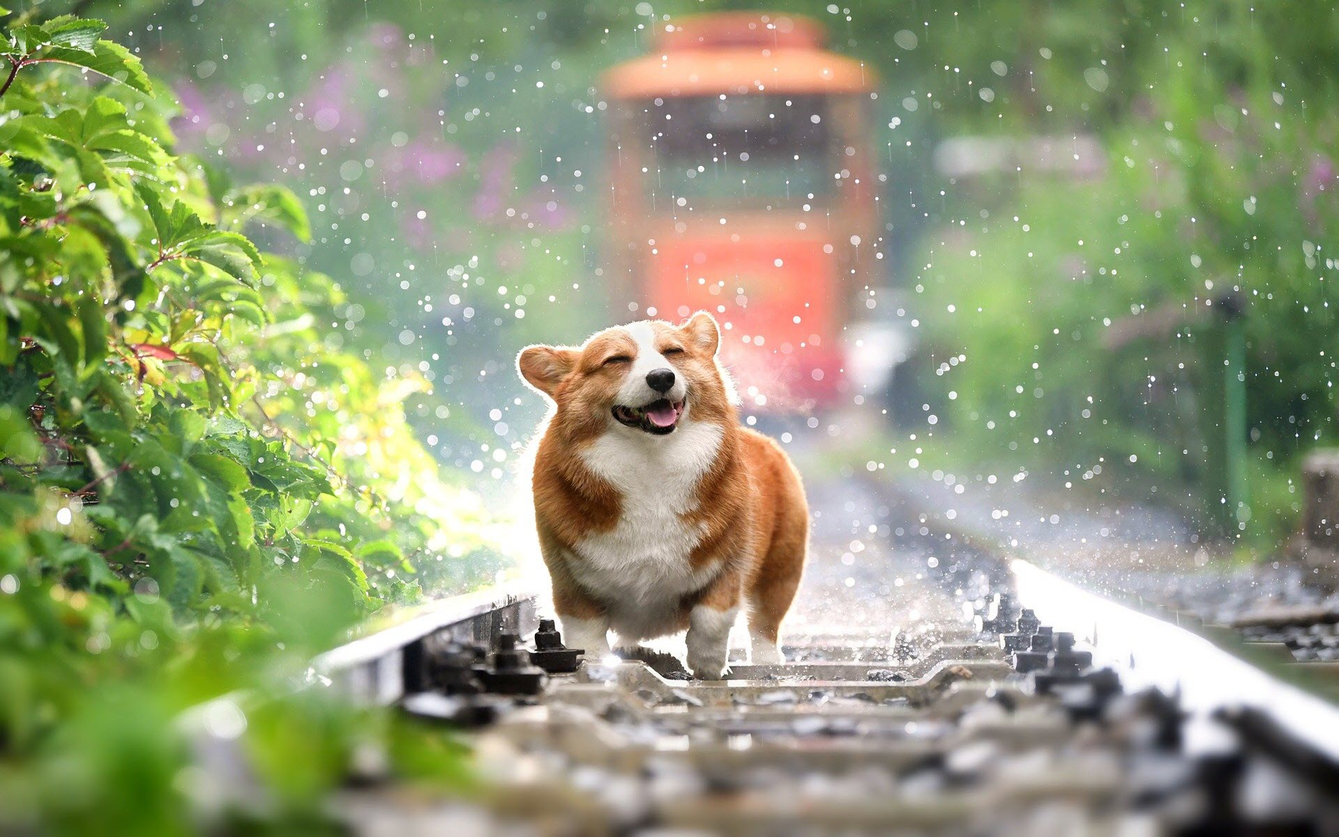 Pet Transportation from Vietnam to Jeonju, South Korea: A Complete Guide
